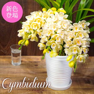 【冬限定】洋蘭『シンビジューム3本アーチ仕立てギフト用』陶器鉢花受皿付きシンビジウムワイン系のワインシャワーにホワイト系のアイスダンス追加!シンビジュームアーチ誕生日お祝い森水木のラン屋さん