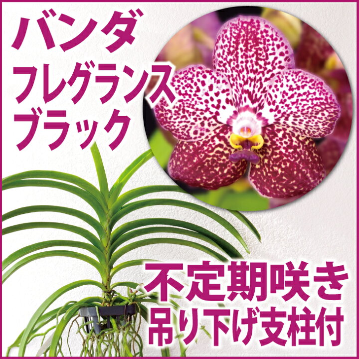 楽天市場 洋ランの苗 バンダ フレグランス ブラック 花咲く苗セット 洋ラン栽培セット お花の説明書保証書付き 洋ランの育て方の説明書付き 洋蘭 苗栽培キット植え替えバンダの育て方 バンダ 育て方 森水木のラン屋さん