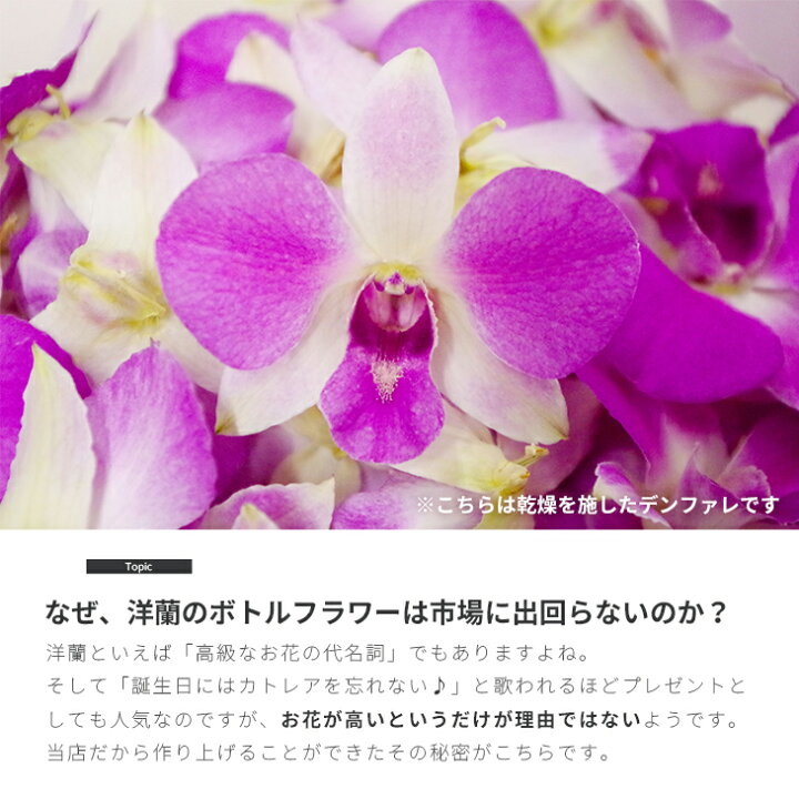 楽天市場 選べる4色 洋蘭ギフト 花 洋ラン農園手づくり 洋蘭ハーバリウム 贈 花色を損なわない独自のドライフラワー技術 ミニ胡蝶蘭 カトレア デンファレ デンドロビューム オンシジュームを使用 プレゼント 森水木のラン屋さん