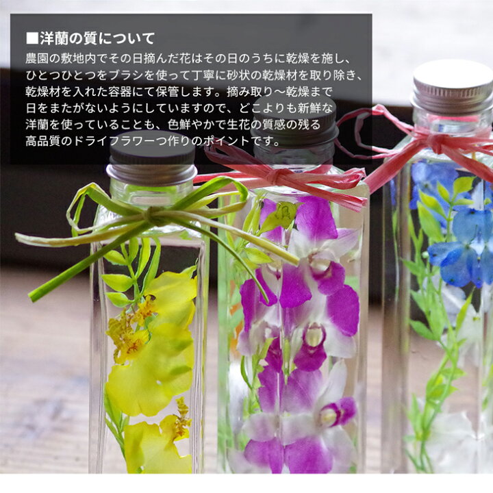 楽天市場 選べる4色 洋蘭ギフト 花 洋ラン農園手づくり 洋蘭ハーバリウム 贈 花色を損なわない独自のドライフラワー技術 ミニ胡蝶蘭 カトレア デンファレ デンドロビューム オンシジュームを使用 プレゼント 森水木のラン屋さん 楽天市場 選べる4色 洋蘭ギフト 花 洋ラン農園手づくり 洋蘭ハーバリウム 贈 花色を損なわない独自のドライフラワー技術 ミニ胡蝶蘭 カトレア デンファレ デンドロビューム オンシジュームを使用 プレゼント 森水木のラン屋さん