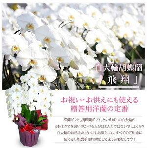 お祝いやお供えに使える贈答用胡蝶蘭の定番
