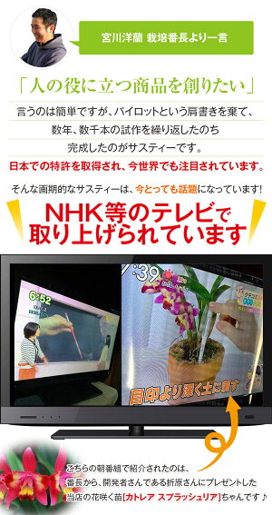 これでもう迷わない!色がかわっておしえてくれる!ランの水やりのタイミングがわかる!『鉢植え植物専用水分計sus・teeサスティー』