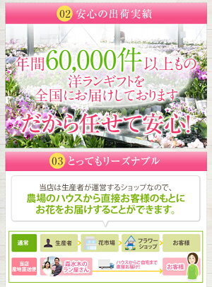 花通販Happyｶﾞｲﾄﾞ | 胡蝶蘭紫(ﾊﾟｰﾌﾟﾙ)の魅力?!花言葉･人気品種･購入･選び方･育て方を詳細解説!!
