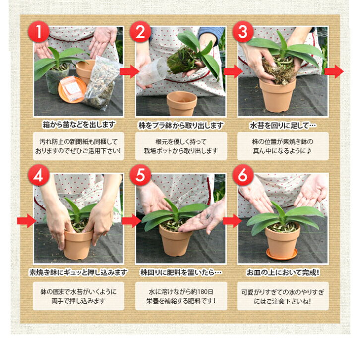 楽天市場 植え替えの必需品 業務用栽培資材 洋ラン 栽培プロ用 チリ産水苔５ｋｇ St ミズコケ Sphagnum Moss トリプルａ ａａａ ランク 長く高品質な厳選品です 水ごけ水ゴケ今人気の苔玉づくりや吊るし栽培にもお勧め 生産者愛用のミズコケを洋蘭愛好家の