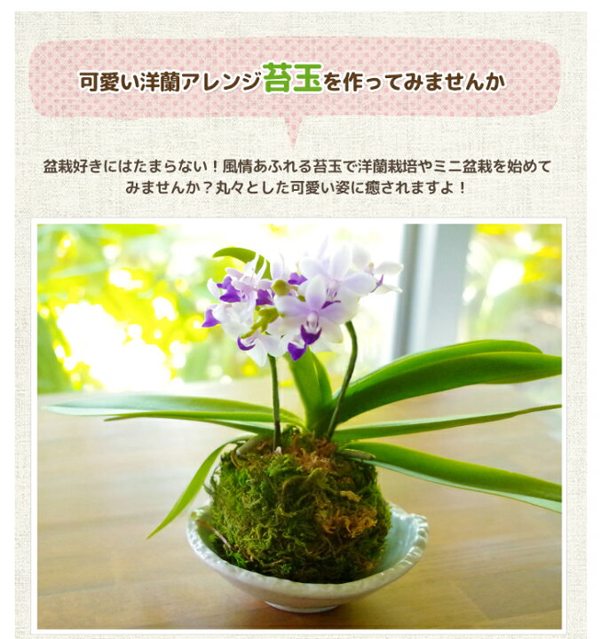 楽天市場 植え替えの必需品 業務用栽培資材 洋ラン 栽培プロ用 チリ産水苔５ｋｇ St ミズコケ Sphagnum Moss トリプルａ ａａａ ランク 長く高品質な厳選品です 水ごけ水ゴケ今人気の苔玉づくりや吊るし栽培にもお勧め 生産者愛用のミズコケを洋蘭愛好家の