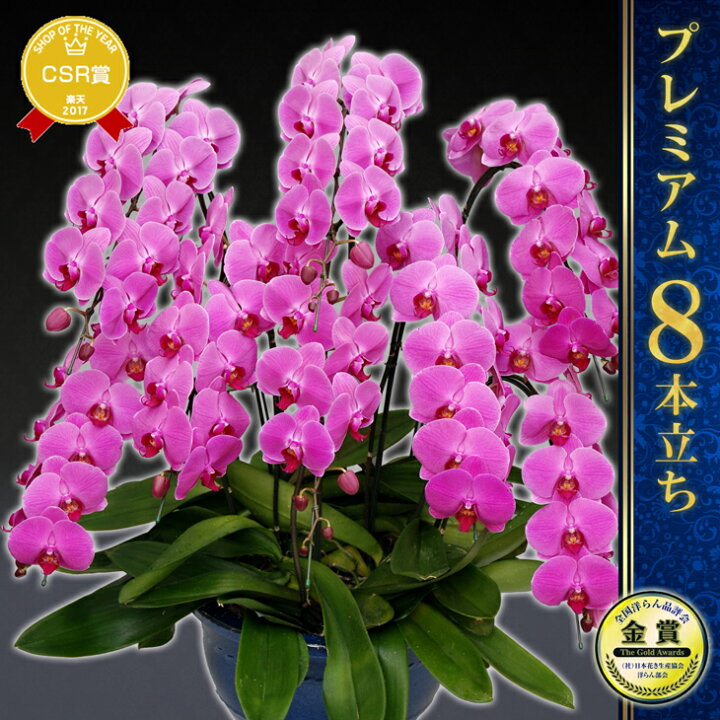 楽天市場 画像配信あり 胡蝶蘭 大輪 8本立ち 80輪以上 贈答用プレミアム 国産胡蝶蘭 特上 洋ランの鉄人ギフト 立札 ラッピング 送料無料 画像サービス付き法人様向け胡蝶蘭 開業祝 移転祝 昇進祝 就任祝 送料無料 選挙 当選祝い 胡蝶蘭 当選お祝い お誕生日 写サ