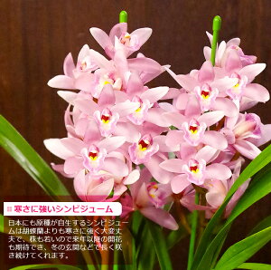 【ピンク・イエローの2色から!】今期販売スタートです!『贈答用シンビジュームアーチ仕立て』【smtb-MS】送料無料【楽ギフ_のし宛書】【楽ギフ_メッセ入力】【楽ギフ_名入れ】シンビジウム陶器鉢花お歳暮花