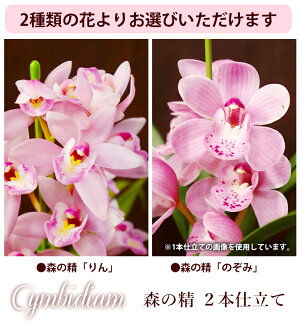 【冬季限定】陶器鉢+受け皿付き『贈答用テーブルシンビジューム森の精りん・のそみ2本仕立て』4号陶器鉢花花言葉「華やかな恋」【smtb-MS】【楽ギフ_のし宛書】【楽ギフ_メッセ入力】【楽ギフ_名入れ】