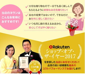 楽天市場 ランの種類で選ぶ 胡蝶蘭 ミニ ミディ胡蝶蘭 ３本仕立て 森水木のラン屋さん