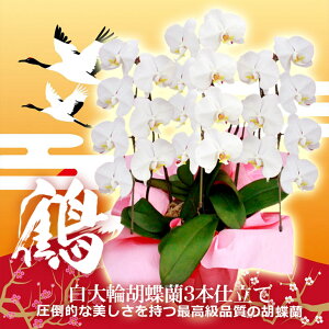 贈答用こちょうらん『大輪胡蝶蘭3本立ち【鶴】』顧客満足度の最大化賞記念no限界特価「もっと身近に贈ったり、ご自宅にも飾りたい!」お客様の声から業界最安値に挑戦の激安価格。全国配送送料無料あす楽