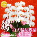 『胡蝶蘭 3本立ち 大輪「鶴（つる）」』立札無料 メッセージカード無料 送料無料お祝い お中元 お供え 仏花 お盆 御彼岸 お彼岸 贈り物 白大輪胡蝶蘭（コチョウラン）の生花鉢花 洋ランギフト 誕生日プレゼント 記念日 御礼 還暦祝い お悔やみ【贈】《敬》