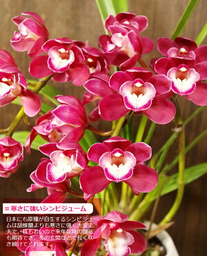 【冬限定】選べる花色!洋ラン『贈答用テーブルシンビジューム2本アーチ仕立て』大人気「ワインシャワー」&ピンク「はなつむぎ」5号陶器鉢花受皿付き花言葉「華やかな恋」【smtb-MS】【楽ギフ_のし宛書】【楽ギフ_メッセ入力】【楽ギフ_名入れ】