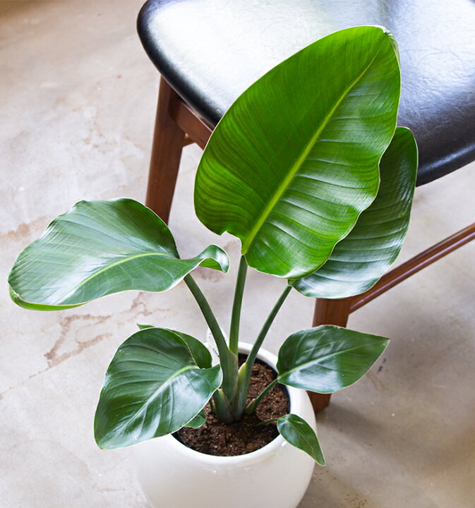 楽天市場 贈り物にもピッタリでかわいい お洒落な観葉植物 3種から選べる陶器鉢 サンスベリア ストレリチア オーガスタ フィカス ウンベラータ 6寸陶器丸鉢 開店祝い 新築祝い 誕生日プレゼント 引越し祝い インテリア おしゃれな植木鉢当選祝い 胡蝶蘭以外 森 楽天市場 贈り物にもピッタリでかわいい お洒落な観葉植物 3種から選べる陶器鉢 サンスベリア ストレリチア オーガスタ フィカス ウンベラータ 6寸陶器丸鉢 開店祝い 新築祝い 誕生日プレゼント 引越し祝い インテリア おしゃれな植木鉢当選祝い 胡蝶蘭以外 森