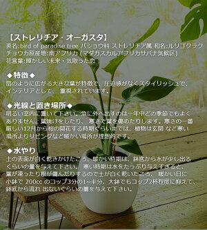 楽天市場 贈り物にもピッタリでかわいい お洒落な観葉植物 3種から選べる陶器鉢 サンスベリア ストレリチア オーガスタ フィカス ウンベラータ 6寸陶器丸鉢 開店祝い 新築祝い 誕生日プレゼント 引越し祝い インテリア おしゃれな植木鉢 森水木のラン屋さん