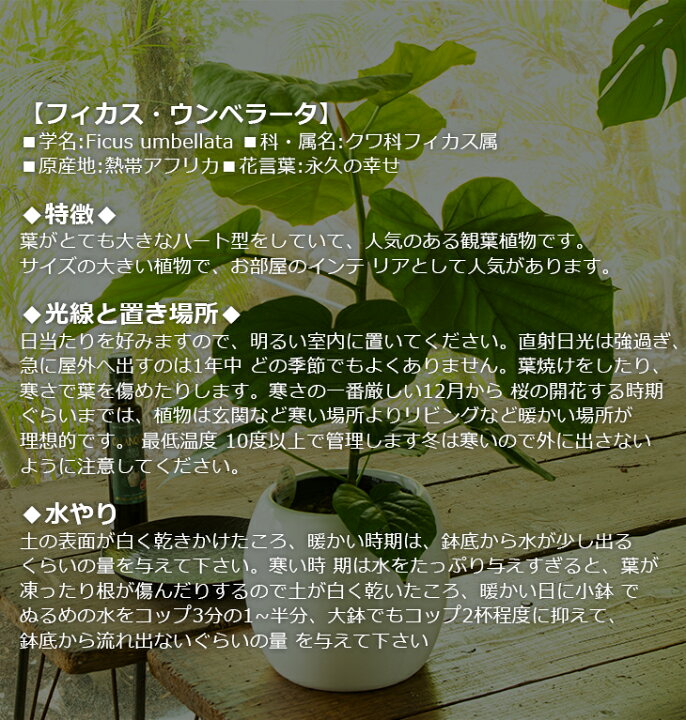 楽天市場 贈り物にもピッタリでかわいい お洒落な観葉植物 3種から選べる陶器鉢 サンスベリア ストレリチア オーガスタ フィカス ウンベラータ 6寸陶器丸鉢 開店祝い 新築祝い 誕生日プレゼント 引越し祝い インテリア おしゃれな植木鉢当選祝い 胡蝶蘭以外 森 楽天市場 贈り物にもピッタリでかわいい お洒落な観葉植物 3種から選べる陶器鉢 サンスベリア ストレリチア オーガスタ フィカス ウンベラータ 6寸陶器丸鉢 開店祝い 新築祝い 誕生日プレゼント 引越し祝い インテリア おしゃれな植木鉢当選祝い 胡蝶蘭以外 森