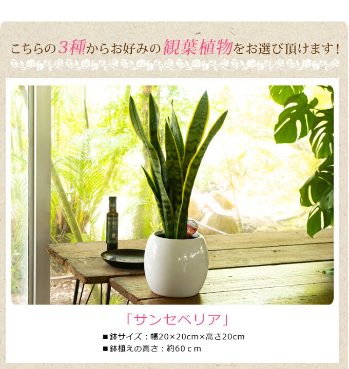 楽天市場 贈り物にもピッタリでかわいい お洒落な観葉植物 3種から選べる陶器鉢 サンスベリア ストレリチア オーガスタ フィカス ウンベラータ 6寸陶器丸鉢 開店祝い 新築祝い 誕生日プレゼント 引越し祝い インテリア おしゃれな植木鉢当選祝い 胡蝶蘭以外 森