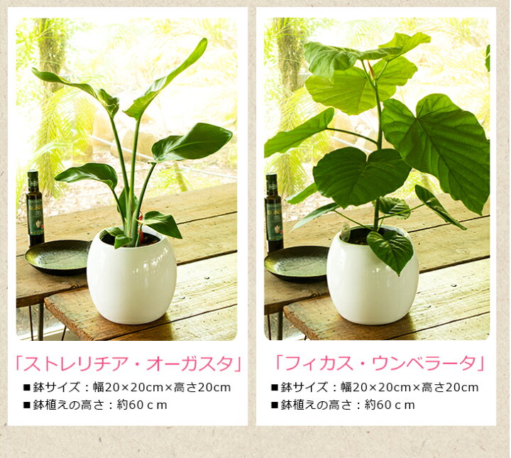 楽天市場 贈り物にもピッタリでかわいい お洒落な観葉植物 3種から選べる陶器鉢 サンスベリア ストレリチア オーガスタ フィカス ウンベラータ 6寸陶器丸鉢 開店祝い 新築祝い 誕生日プレゼント 引越し祝い インテリア おしゃれな植木鉢当選祝い 胡蝶蘭以外 森 楽天市場 贈り物にもピッタリでかわいい お洒落な観葉植物 3種から選べる陶器鉢 サンスベリア ストレリチア オーガスタ フィカス ウンベラータ 6寸陶器丸鉢 開店祝い 新築祝い 誕生日プレゼント 引越し祝い インテリア おしゃれな植木鉢当選祝い 胡蝶蘭以外 森