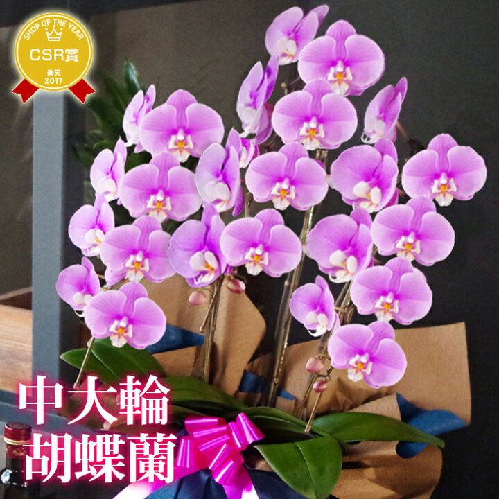 楽天市場 2色から選べる 中大輪胡蝶蘭 3本立ち ヴィーナス 贈 ピンク胡蝶蘭 陶器鉢花 贈り物にギフト鉢 送料無料開業祝い 開店祝い プレゼント 花ギフト ピンク胡蝶蘭 御祝 鉢花 お盆 供花 お中元 定 母 鉢植え ギフト 森水木のラン屋さん 楽天市場 2色から選べる 中大輪胡蝶蘭 3本立ち ヴィーナス 贈 ピンク胡蝶蘭 陶器鉢花 贈り物にギフト鉢 送料無料開業祝い 開店祝い プレゼント 花ギフト ピンク胡蝶蘭 御祝 鉢花 お盆 供花 お中元 定 母 鉢植え ギフト 森水木のラン屋さん