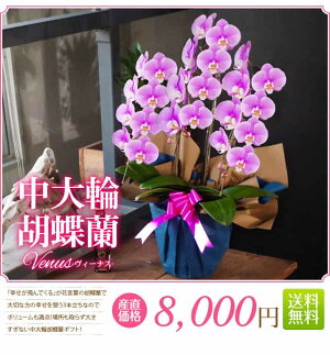 『ミディ胡蝶蘭3本立ち「ソレイユ」』陶器鉢花あす楽誕生日お祝い開店祝い開業祝い昇進祝い贈答用お供えミディ胡蝶蘭3本立ちミディ胡蝶蘭翌日ミニコチョウランミニ胡蝶蘭紅白蘭胡蝶蘭ギフト鉢洋蘭洋ラン森水木のラン屋さん【熊本城復興100円募金付】