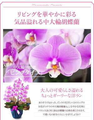 『ミディ胡蝶蘭3本立ち「ソレイユ」』陶器鉢花あす楽誕生日お祝い開店祝い開業祝い昇進祝い贈答用お供えミディ胡蝶蘭3本立ちミディ胡蝶蘭翌日ミニコチョウランミニ胡蝶蘭紅白蘭胡蝶蘭ギフト鉢洋蘭洋ラン森水木のラン屋さん【熊本城復興100円募金付】