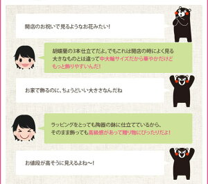 『ミディ胡蝶蘭3本立ち「ソレイユ」』陶器鉢花あす楽誕生日お祝い開店祝い開業祝い昇進祝い贈答用お供えミディ胡蝶蘭3本立ちミディ胡蝶蘭翌日ミニコチョウランミニ胡蝶蘭紅白蘭胡蝶蘭ギフト鉢洋蘭洋ラン森水木のラン屋さん【熊本城復興100円募金付】