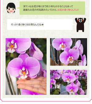 『ミディ胡蝶蘭3本立ち「ソレイユ」』陶器鉢花あす楽誕生日お祝い開店祝い開業祝い昇進祝い贈答用お供えミディ胡蝶蘭3本立ちミディ胡蝶蘭翌日ミニコチョウランミニ胡蝶蘭紅白蘭胡蝶蘭ギフト鉢洋蘭洋ラン森水木のラン屋さん【熊本城復興100円募金付】
