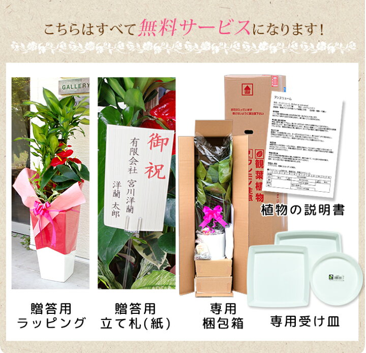 楽天市場 贈り物にもピッタリでかわいい お洒落な観葉植物 2種から選べる陶器鉢 アンスリュームダコタ 6寸陶器鉢 Anthurium アンスリウム 開店祝い 新築祝い 誕生日プレゼント 引越し祝い インテリア おしゃれな植木鉢当選祝い 胡蝶蘭以外 森水木のラン屋さん