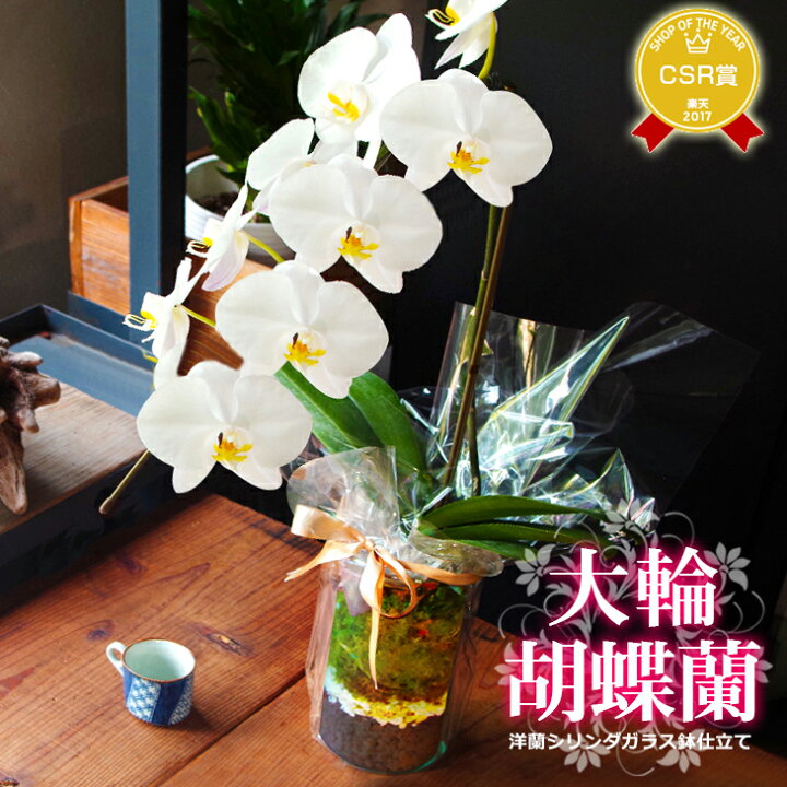 楽天市場 洋蘭ギフト 大輪胡蝶蘭 1本仕立て シリンダガラス鉢 クリアラッピング仕様 贈 陶器鉢花 あす楽 メッセージカード無料 寒冷地も対応胡蝶蘭 大輪 胡蝶蘭 お祝い 敬老の日ギフト22 敬 花鉢 鉢植え 送料無料 森水木のラン屋さん
