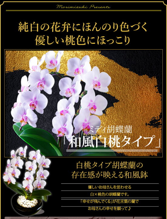 楽天市場 完売御礼 選べる和風洋風2タイプ 贈答用ミディ胡蝶蘭 2本仕立て フルール Fleur 贈 敬 送料無料 在庫ありギフト プレゼントにも コチョウラン陶器鉢花敬老の日 プレゼント孫 花鉢 鉢植え 森水木のラン 屋さん