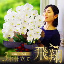 『胡蝶蘭 3本立 大輪「飛翔」』お祝い 開店祝い 受賞祝い 誕生日プレゼント 贈り物 ギフト コチョウラン生花 蘭 鉢花【贈】[飛翔]《母》※写サ