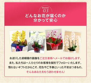 胡蝶蘭3本立大輪30輪以上立札・メッセージ無料画像配信あり開業祝開店祝い誕生日プレゼントなどお祝い花ギフト白大輪胡蝶蘭鉢花『胡蝶蘭3本立大輪「飛翔」』あす楽