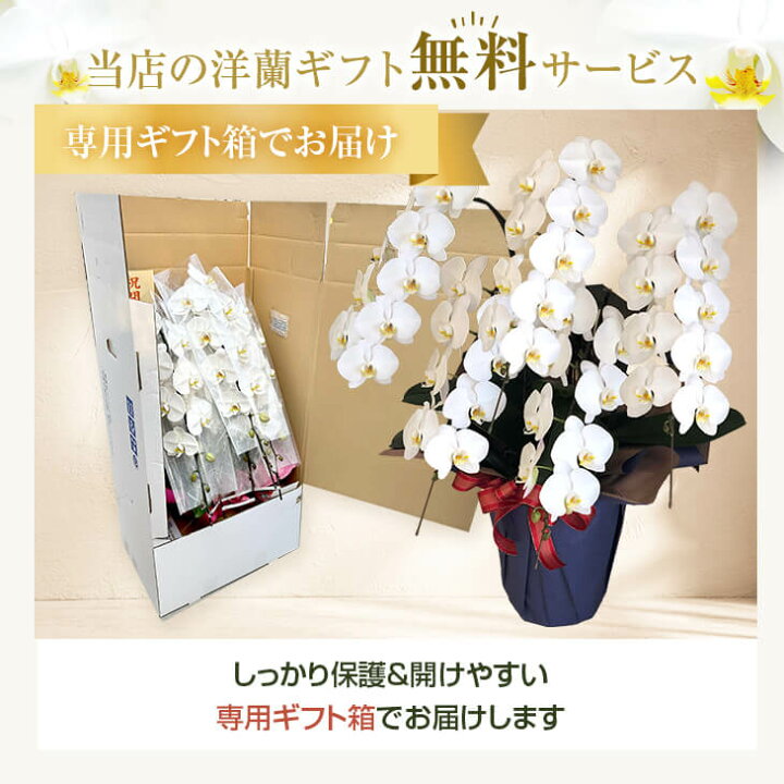 楽天市場】【豪華版】胡蝶蘭 お祝い 開店祝い 5本立ち 誕生日『胡蝶蘭 