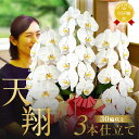 プレミアム胡蝶蘭ギフト『胡蝶蘭 3本立ち 大輪「天翔」』30輪以上 お祝い 開店祝い お供え 誕生日プレゼント 花 大輪胡蝶蘭3本仕立て 胡蝶蘭 お供え胡蝶蘭 お供え花【贈】《敬》[天翔]※写サ