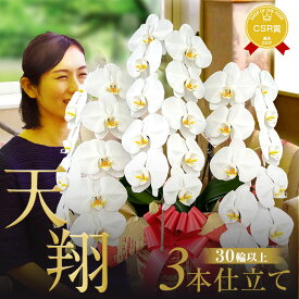 プレミアム胡蝶蘭ギフト『胡蝶蘭 3本立ち 大輪「天翔」』30輪以上 お祝い 開店祝い お供え 誕生日プレゼント 花 大輪胡蝶蘭3本仕立て 胡蝶蘭 お供え胡蝶蘭 お供え花【贈】《敬》[天翔]※写サ