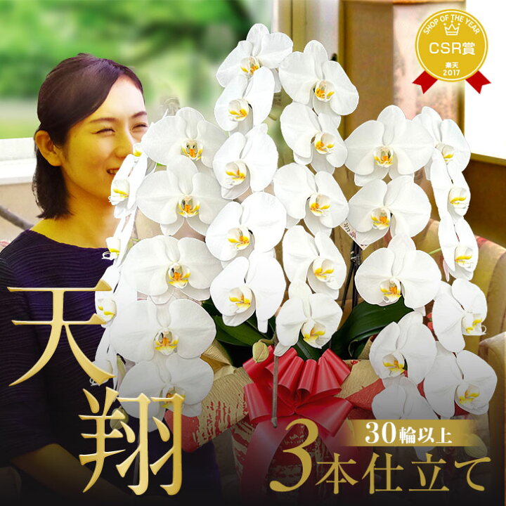 楽天市場】プレミアム胡蝶蘭ギフト『胡蝶蘭 3本立ち 大輪「天翔」』30 