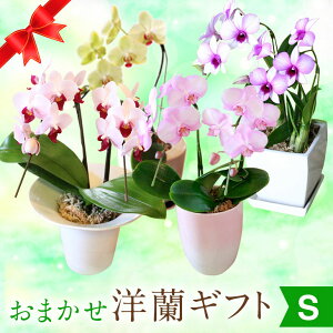 『おまかせ「洋蘭ギフト☆」』【贈】おまかせ3980 楽天年間ランキング連続受賞・総合ランキング1位 フラワーギフトに迷ったら森水木のラン屋さん 洋ラン鉢植え 花ギフト お祝い お供え お