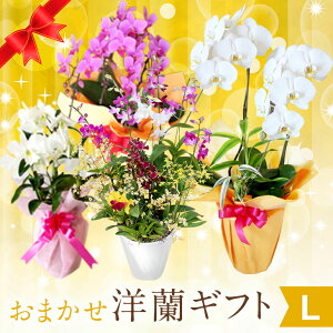 『おまかせ「洋蘭ギフト☆☆☆」』おまかせ6000 楽天年間ランキング連続受賞 フラワーギフトに迷ったらおまかせ洋ラン鉢植え 花ギフト 蘭 鉢花 鉢植え お祝いお供え 蘭 誕生日 お見舞 退職