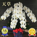 胡蝶蘭 お祝い お中元『胡蝶蘭 5本立 大輪「天草」』贈答用 55〜60輪咲き　全国洋らん品評会 金賞連続受賞！ 立札・メッセージ無料 画像配信あり 開業 お誕生日お祝い 胡蝶蘭 移転祝い 開店祝い 就任祝い プレゼント 花 ギフト 白 鉢花 【贈】 花鉢【定】※※写サ