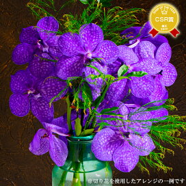 楽天市場 ランの種類で選ぶ 季節のラン 夏秋限定 バンダ 森水木のラン屋さん