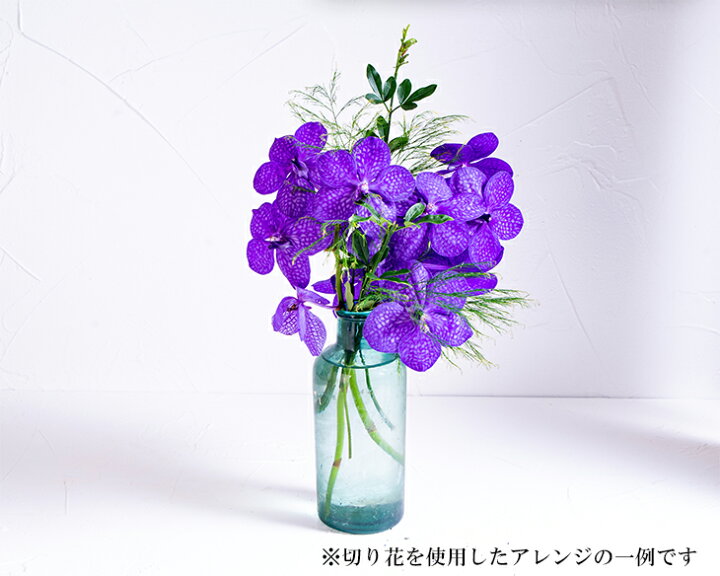 楽天市場 4本以上購入で送料無料 選べる花色 バンダ切り花 1本 切り花のみ 鉢は含まれません 森水木のラン屋さん