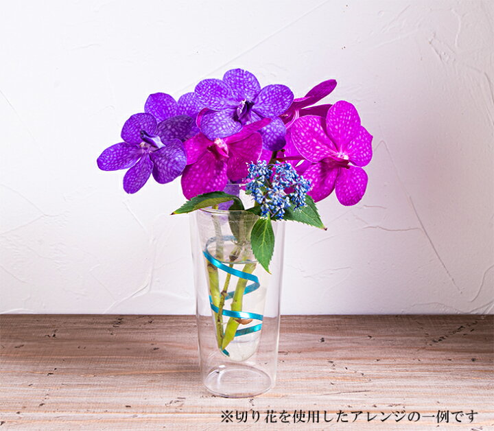 楽天市場 4本以上購入で送料無料 選べる花色 バンダ切り花 1本 切り花のみ 鉢は含まれません 森水木のラン屋さん