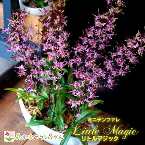 デンファレ 花 生花の人気商品 通販 価格比較 価格 Com