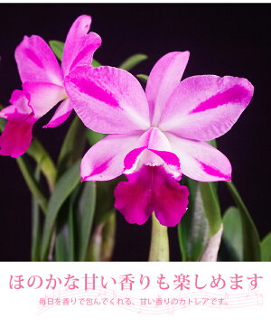 大切な方のお誕生日ににおススメ!季節限定発売『ランの女王カトレア「リトルプリンセス」デザイン鉢超豪華仕立て』【楽ギフ_名入れ】陶器鉢花
