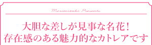 大切な方のお誕生日やギフトにおススメ!季節限定発売ランの女王カトレア超豪華仕立て!『カトレア「ワイノットウォーク」&「ヤンミンオレンジ」2色寄せ大鉢』希少なカトレアの超豪華寄せ植えをお楽しみ下さい陶器鉢花