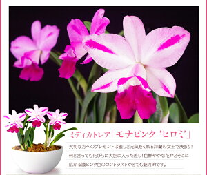 大切な方のお誕生日やギフトにおススメ!季節限定発売ランの女王カトレア超豪華仕立て!『カトレア「ワイノットウォーク」&「ヤンミンオレンジ」2色寄せ大鉢』希少なカトレアの超豪華寄せ植えをお楽しみ下さい陶器鉢花