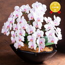 プレゼント 花ギフト 贈答用『ミディ胡蝶蘭5本舟形大鉢仕立て 「望海」 のぞみ』【贈】送料無料・在庫あり ギフト コチョウラン ギフト 生花 鉢花 花鉢 鉢植え 開店祝い