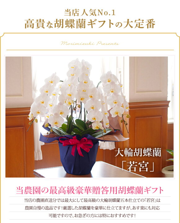 円 送料無料激安祭 胡蝶蘭 鉢植え 大輪胡蝶蘭5本立ち ピンク 円 送料無料激安祭 胡蝶蘭 鉢植え 大輪胡蝶蘭5本立ち ピンク