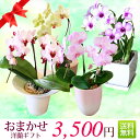『洋蘭ギフト☆』おまかせ3500 楽天年間ランキング連続受賞・総合ランキング1位 フラワーギフトに迷ったらおまかせ洋ラン鉢植え 花ギフト 鉢花 お祝い 誕生日 ...