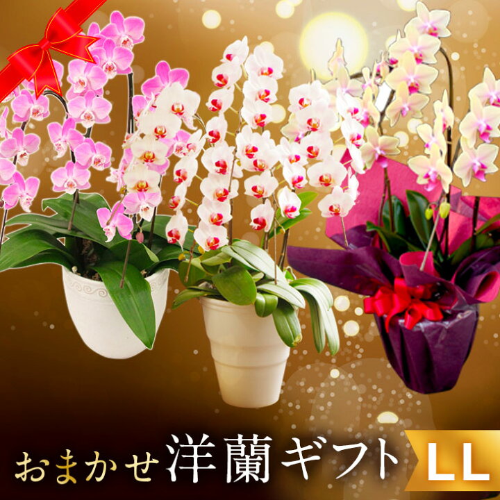 楽天市場 洋蘭ギフト 贈 母 おまかせ8000 楽天年間ランキング連続受賞 フラワーギフトに迷ったらおまかせ洋ラン鉢植え 花ギフト 鉢花 お祝い お供え 蘭 アレンジメント お中元 お盆 母の日プレゼント21 母 Omg04 森水木のラン屋さん