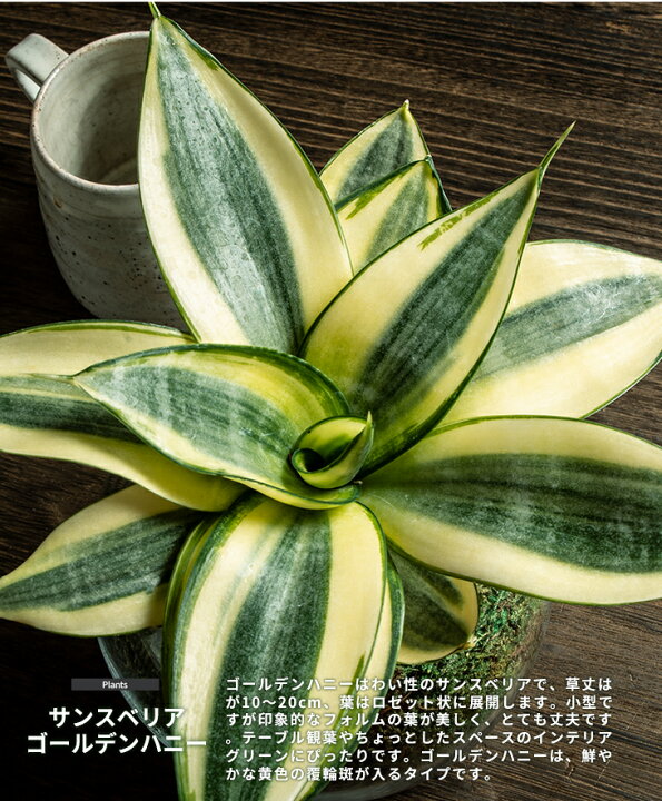 楽天市場 2種から選べる サンスベリア ガラス鉢仕立て 敬 贈り物にもピッタリでかわいい おしゃれな観葉植物 サンセベリア ゴールデンハニー 贈 San01 森水木のラン屋さん